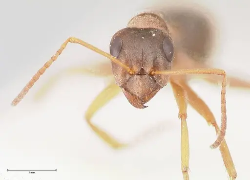 Formica georgica - FOCOL0758