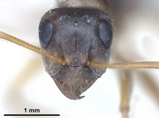 Formica georgica - FOCOL0758