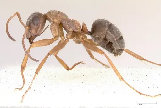 Formica georgica - FOCOL0758