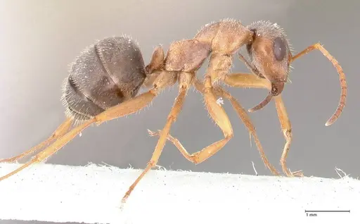 Formica georgica - FOCOL0758