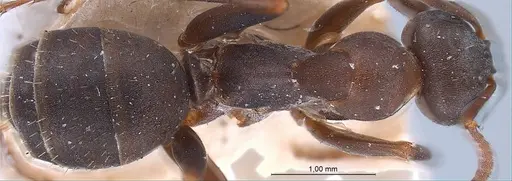 Formica gerardi specimen