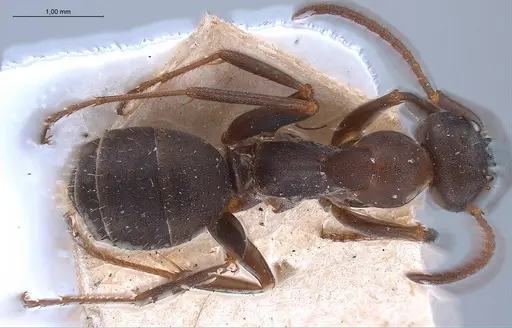 Formica gerardi specimen