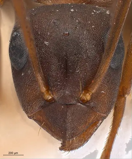 Formica gerardi specimen