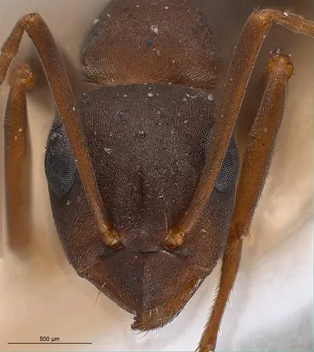 Formica gerardi - ANTWEB1008399