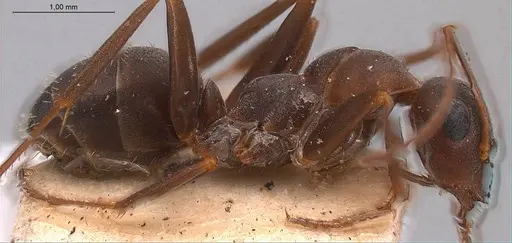 Formica gerardi - ANTWEB1008399