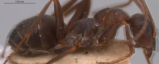 Formica gerardi - ANTWEB1008399