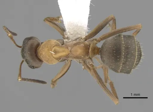 Formica gerardi - CASENT0280387