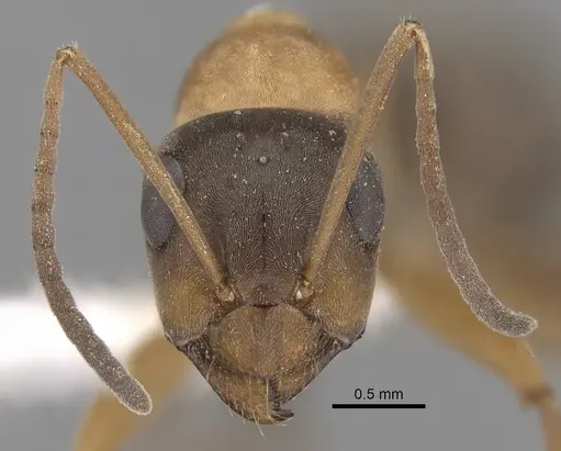 Formica gerardi - CASENT0280387