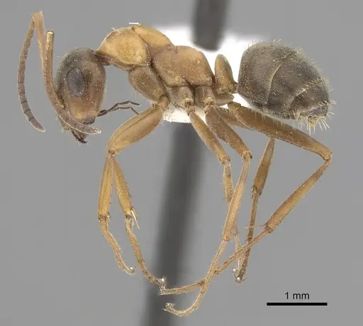 Formica gerardi - CASENT0280387