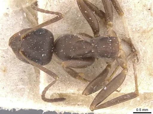 Formica gerardi - CASENT0912260