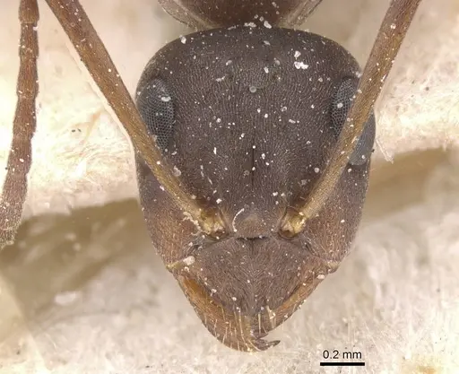 Formica gerardi - CASENT0912260