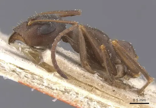 Formica gerardi - CASENT0912260