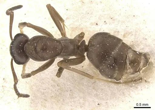 Formica gerardi - CASENT0912261