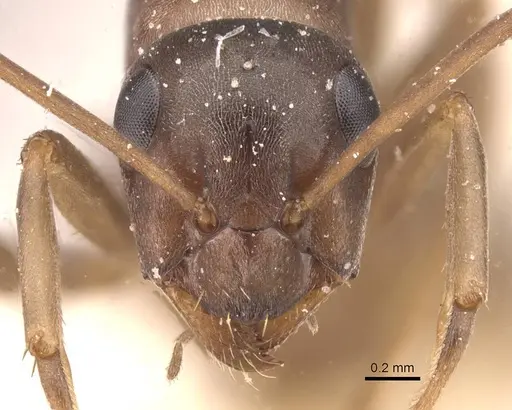 Formica gerardi - CASENT0912261