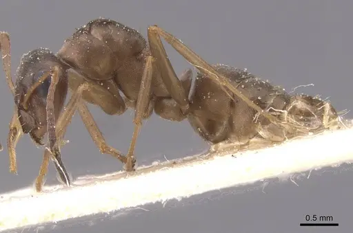 Formica gerardi - CASENT0912261