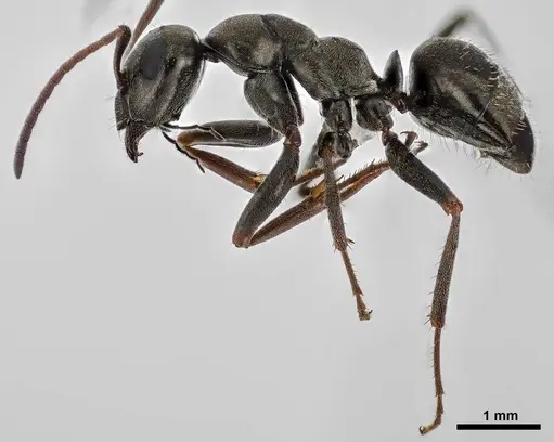 Formica glacialis specimen
