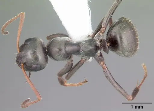 Formica glacialis - CASENT0104762