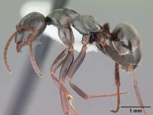 Formica glacialis - CASENT0104762