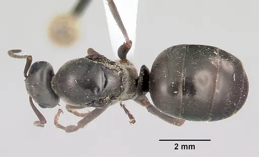 Formica glacialis - CASENT0104852