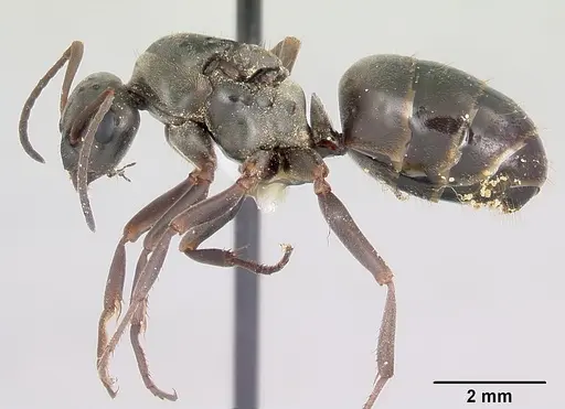 Formica glacialis - CASENT0104852