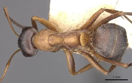 Formica glauca specimen