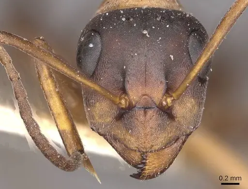 Formica glauca specimen