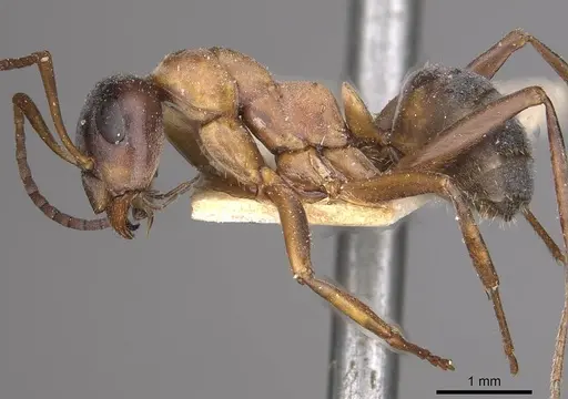 Formica glauca specimen