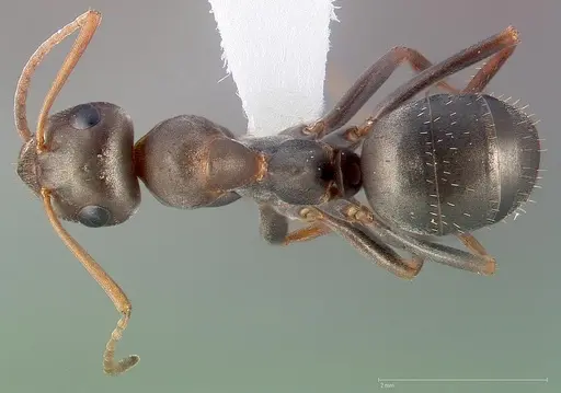 Formica gnava specimen