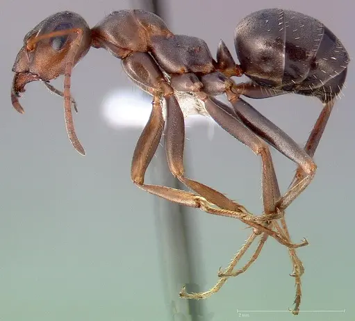 Formica gnava specimen