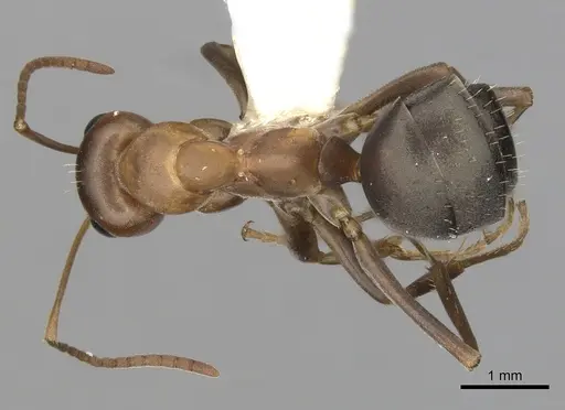 Formica gnava - CASENT0280369