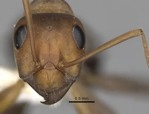 Formica gnava - CASENT0280369