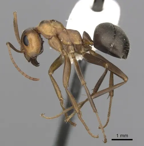 Formica gnava - CASENT0280369