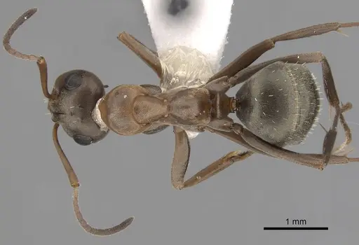 Formica gnava - CASENT0280376