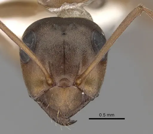 Formica gnava - CASENT0280376