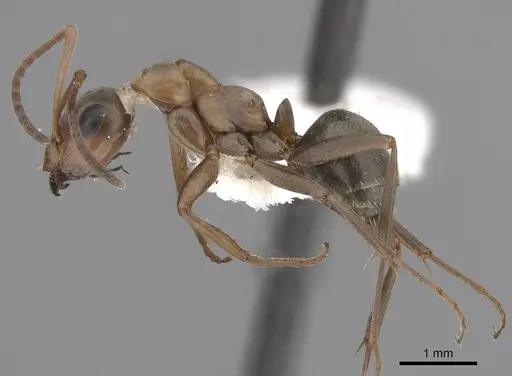 Formica gnava - CASENT0280376