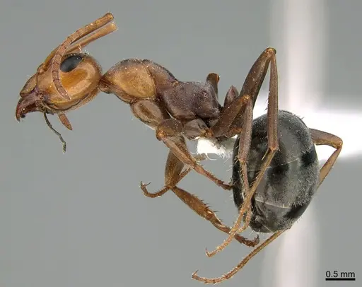 Formica gnava - CASENT0349062