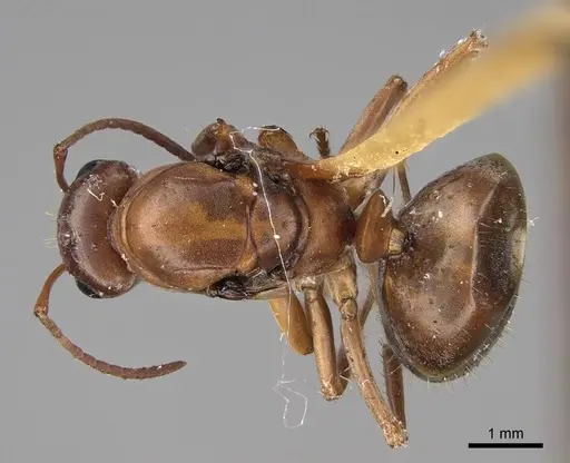 Formica gnava - CASENT0923043