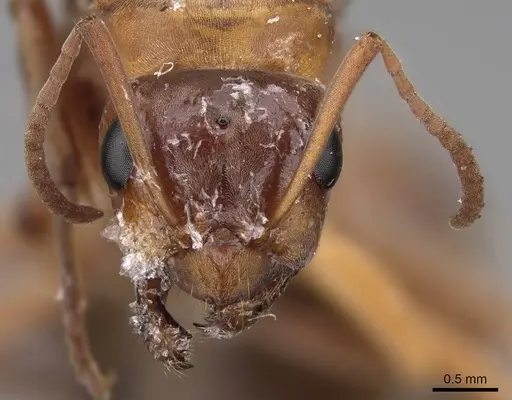 Formica gnava - CASENT0923043