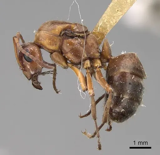 Formica gnava - CASENT0923043