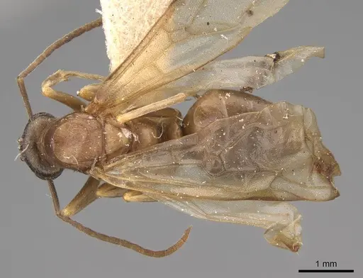 Formica gnava - CASENT0923044