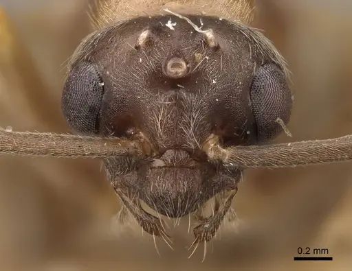 Formica gnava - CASENT0923044