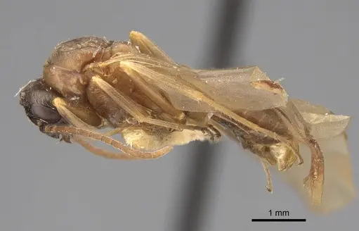 Formica gnava - CASENT0923044