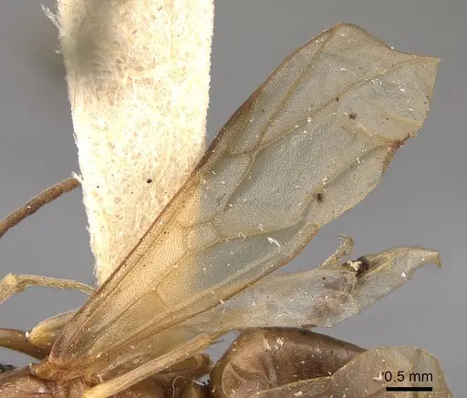 Formica gnava - CASENT0923044