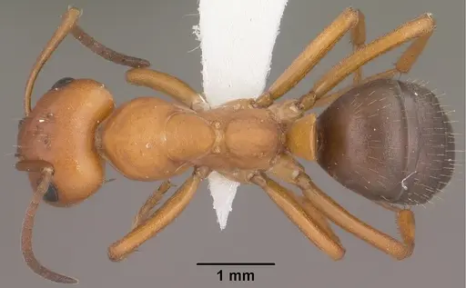 Formica gynocrates specimen