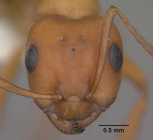 Formica gynocrates specimen