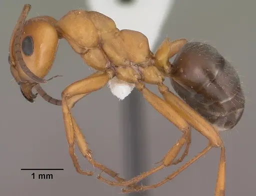 Formica gynocrates specimen