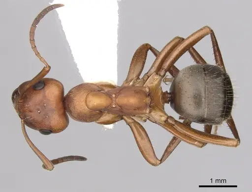 Formica gynocrates - CASENT0280422