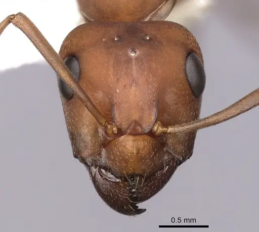 Formica gynocrates - CASENT0280422