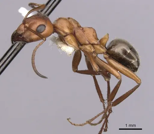 Formica gynocrates - CASENT0280422