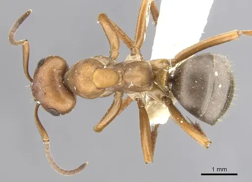 Formica gynocrates - CASENT0903281